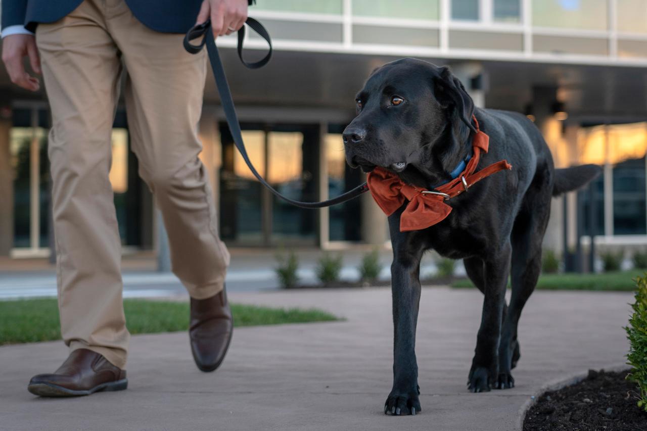 Peppers Silo Otel Launceston Dış mekan fotoğraf A service dog